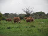 Safari - sloni a irafy