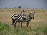 Safari - Gpard, zebry, hroi..